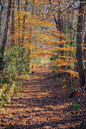 Late Fall Walk in the Woods